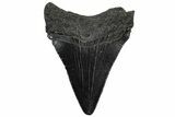 Serrated, Juvenile Megalodon Tooth - South Carolina #310488-1